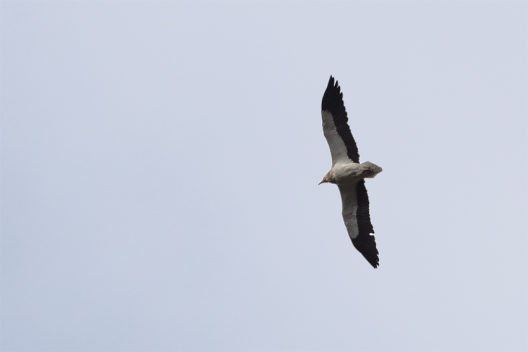 Egyptian Vulture — Ana fotoğraf